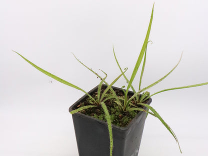 Drosera regia "Big easy"