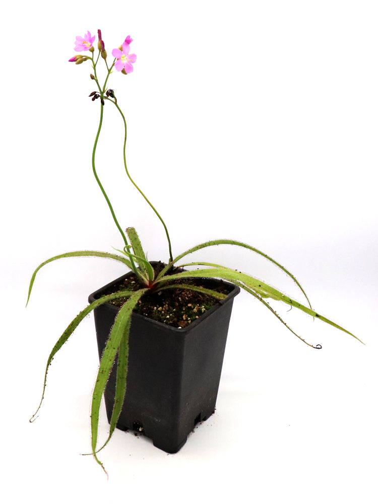 Drosera regia "GC Old clone"