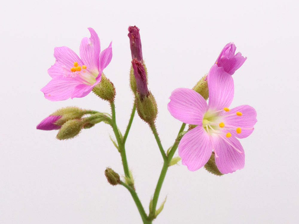 Drosera regia "GC Old clone"