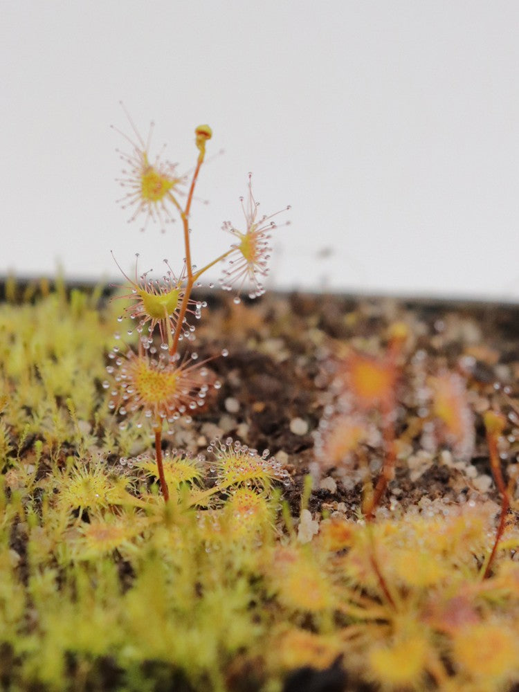 Drosera peltata  Mt. Tricora, New Guinea