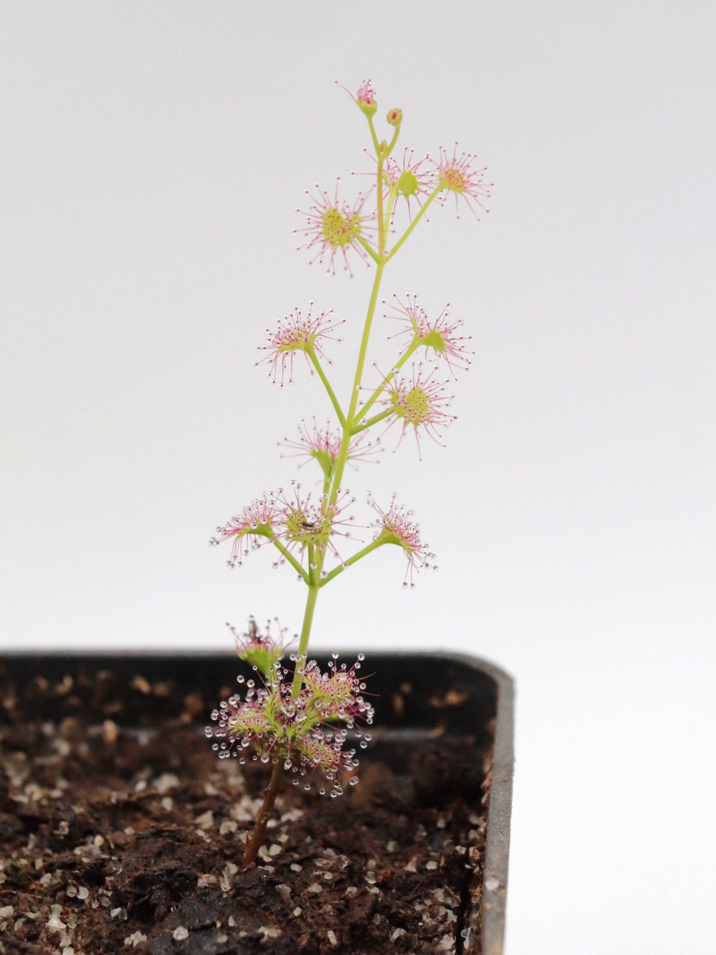 Drosera porrecta  Marchagee, West Australia