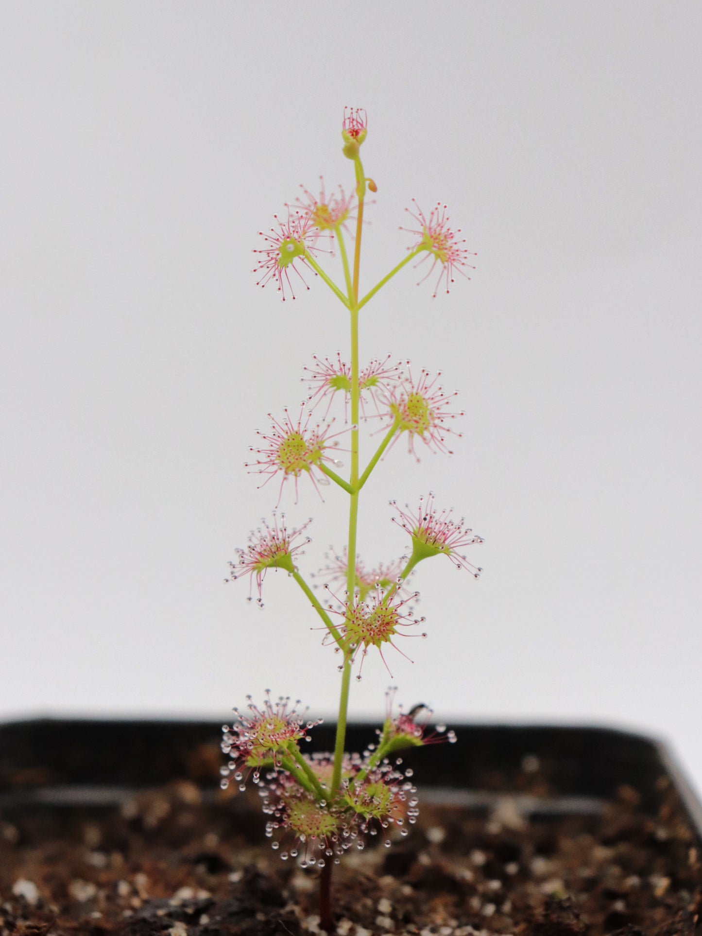 Drosera Porecta Marchagee, Westaustralien