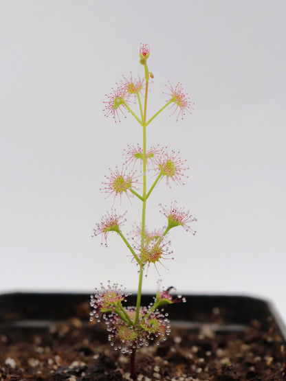 Drosera Porecta Marchagee, Westaustralien