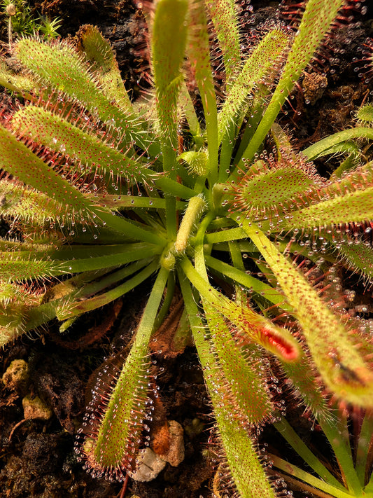 Drosera aliciae x capensis