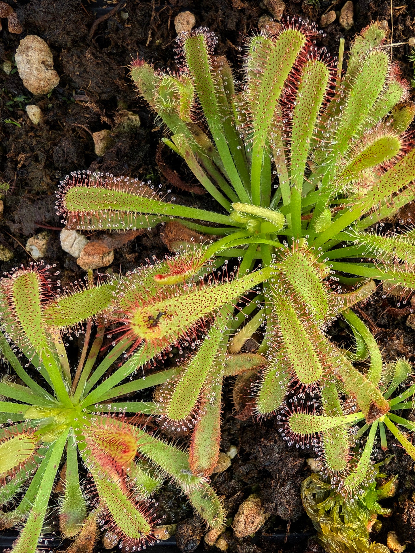 Drosera aliciae x capensis