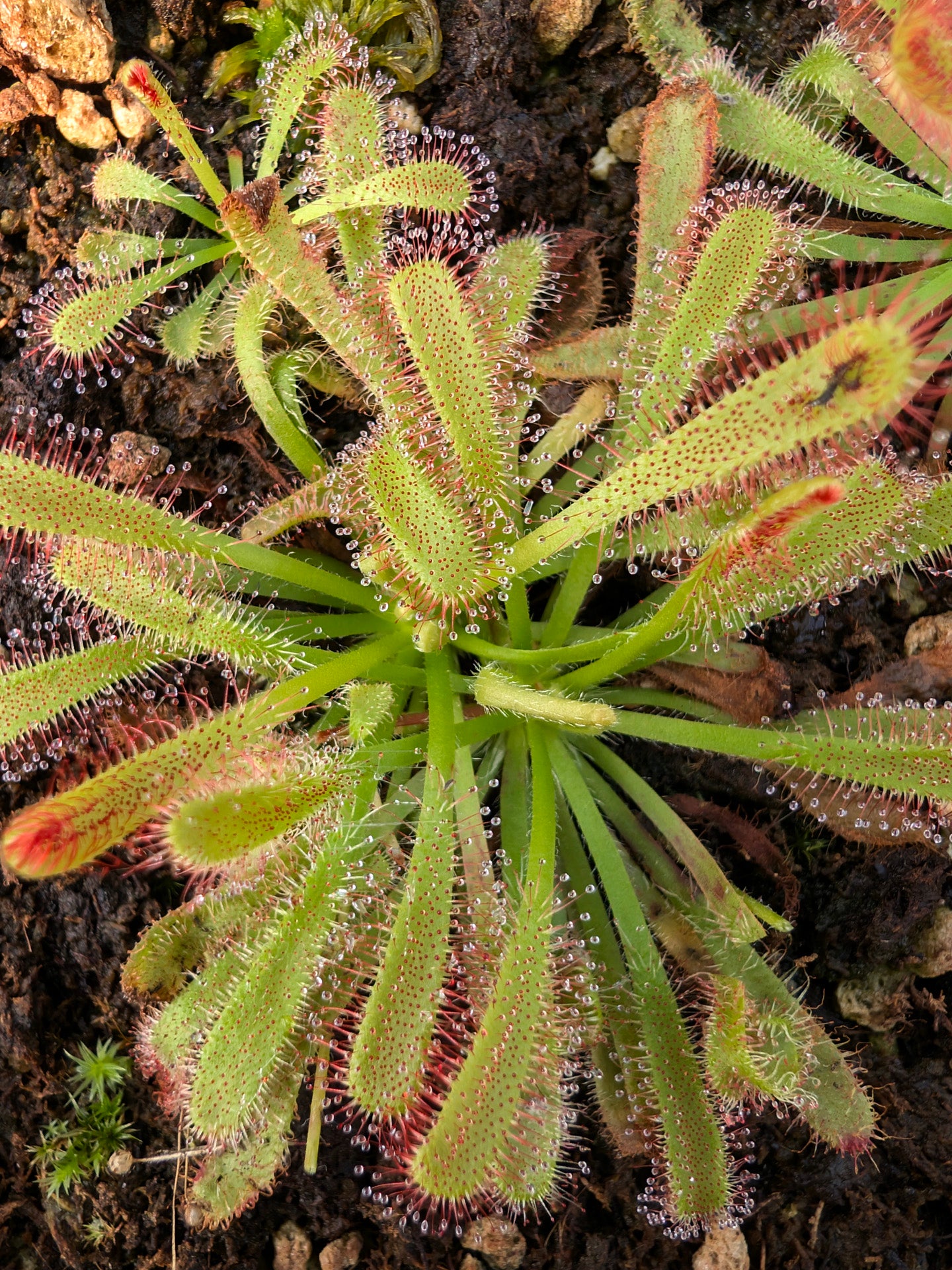 Drosera aliciae x capensis