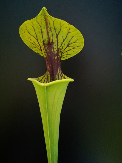 Sarracenia flava var. ornata "Heavy black vein" Dr.Konig