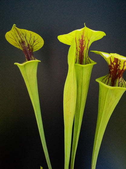 Sarracenia flava var. ornata "Heavy black vein" Dr.Konig