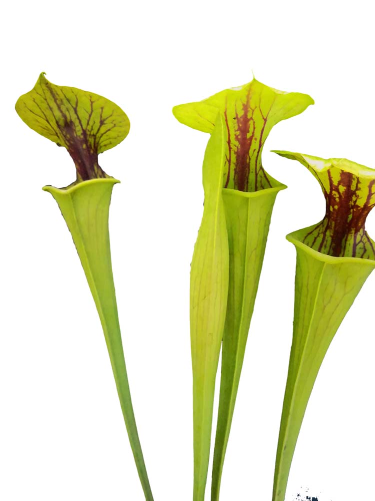 Sarracenia flava var. ornata "Heavy black vein" Dr.Konig