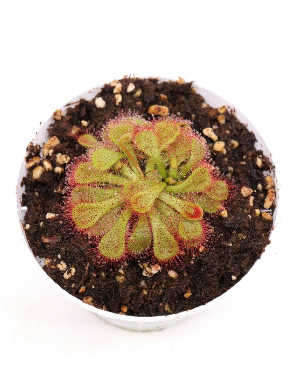 Drosera natalensis , Lajiuma