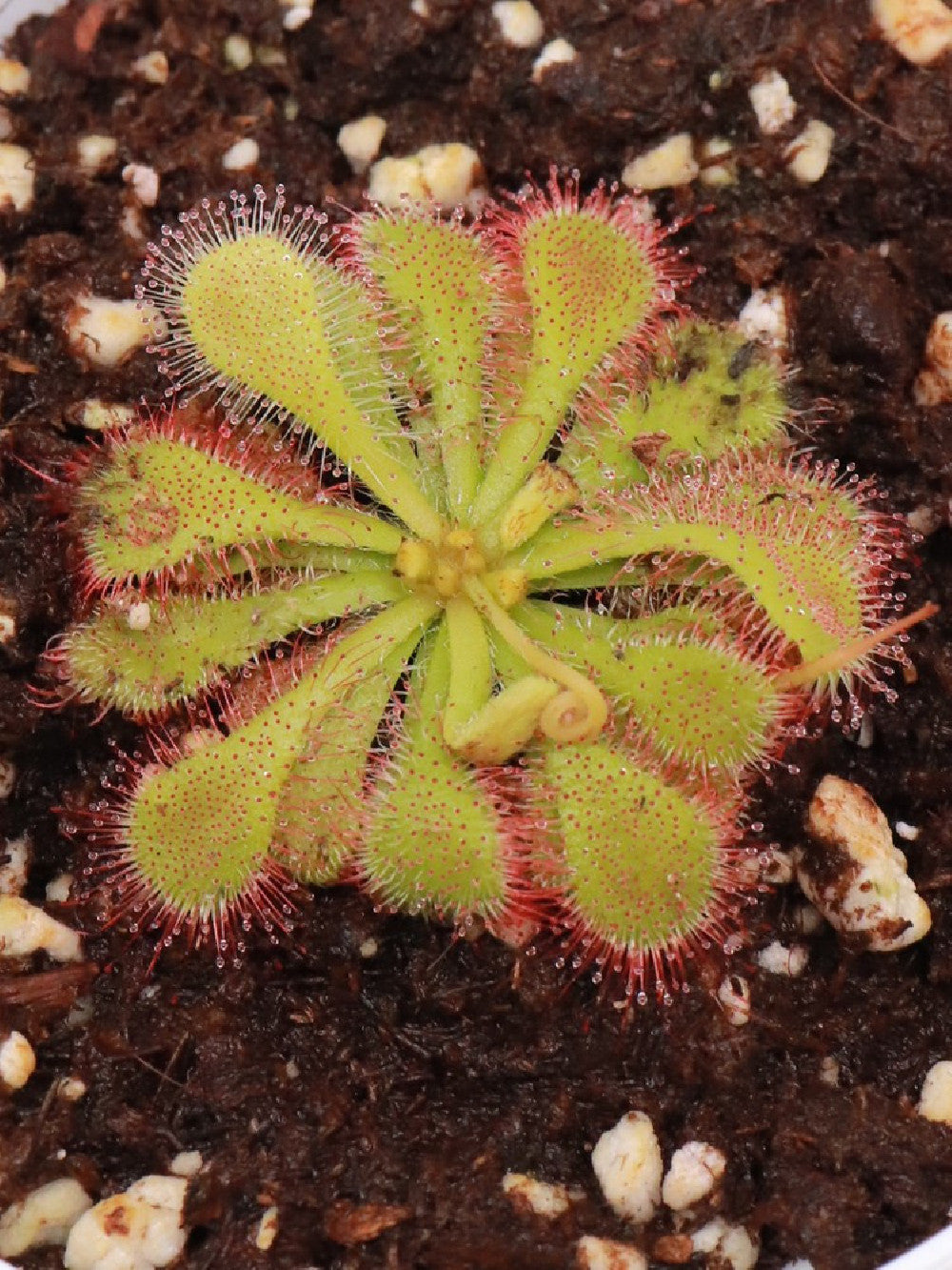 Drosera natalensis , Lajiuma