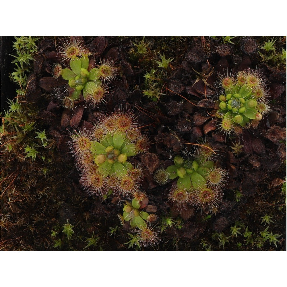 Drosera pulchella , purple flower