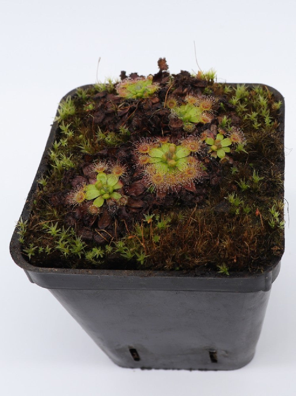 Drosera pulchella , purple flower