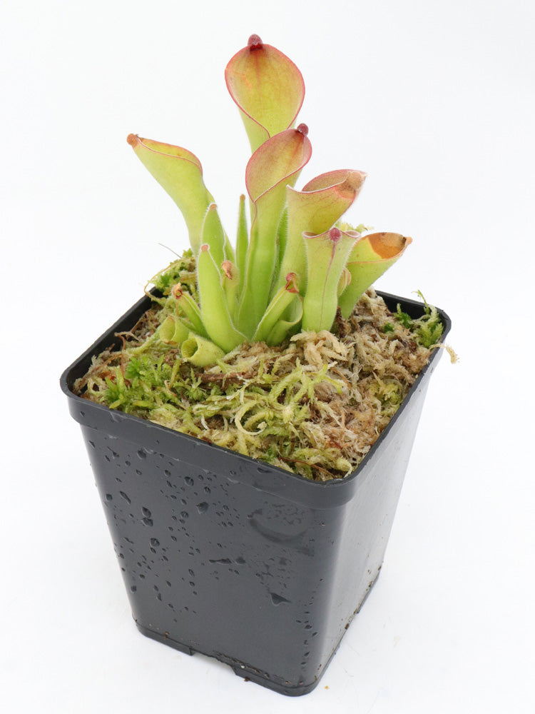 Heliamphora Exappendiculata „Ewok“