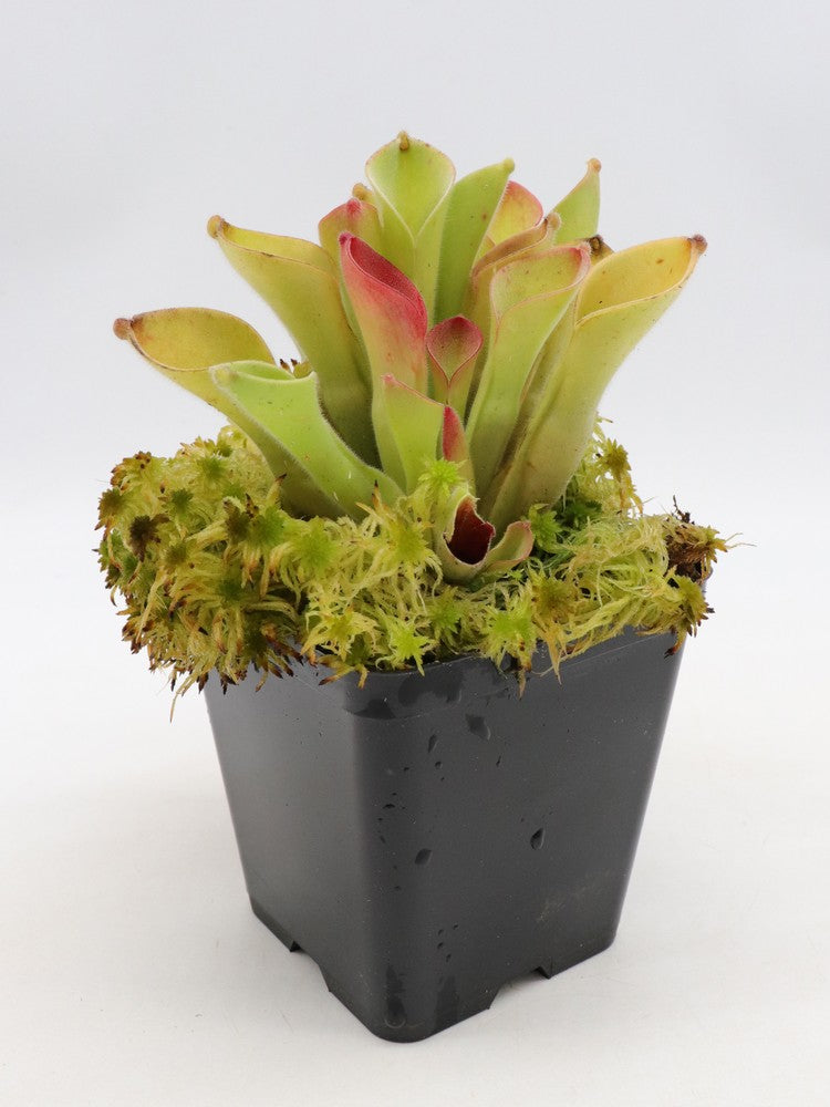 Heliamphora Exappendiculata "Ewok"