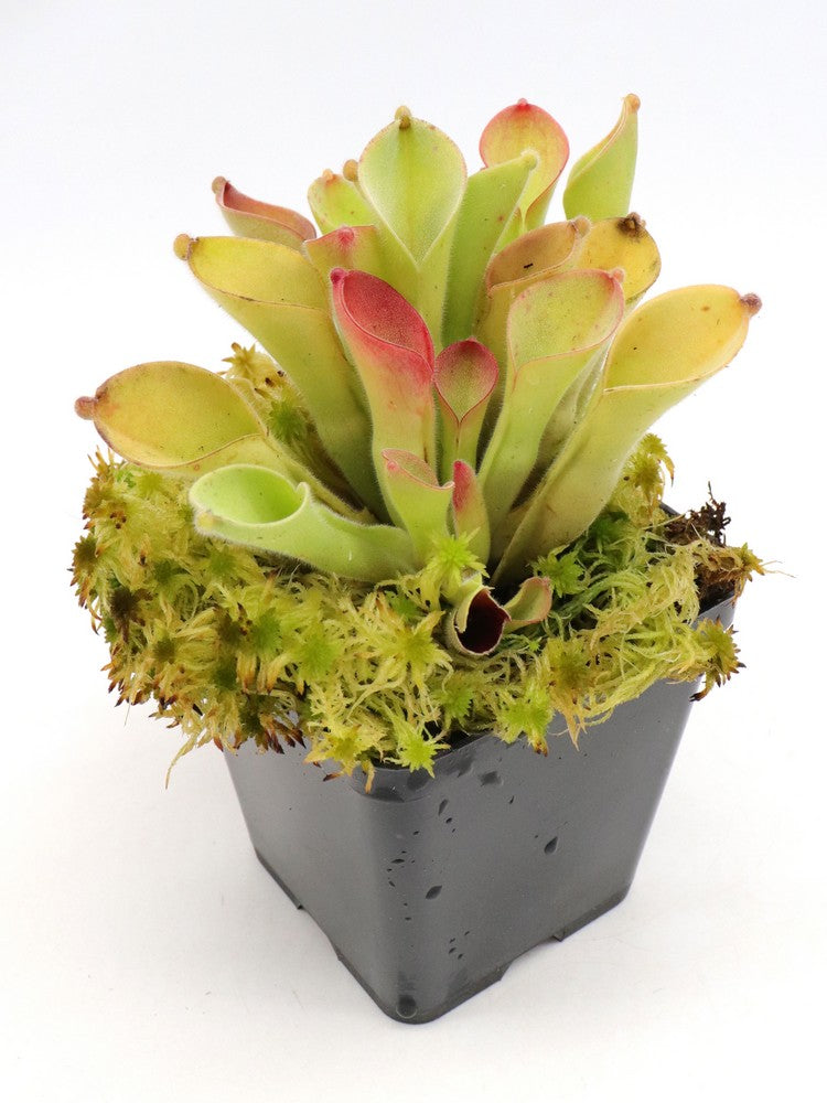 Heliamphora Exappendiculata "Ewok"