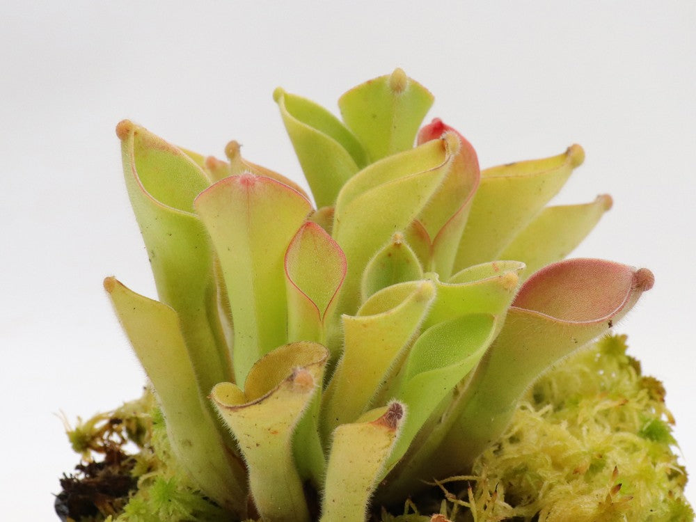 Heliamphora Exappendiculata "Ewok"