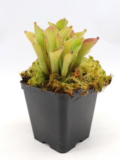 Heliamphora Exappendiculata "Ewok"