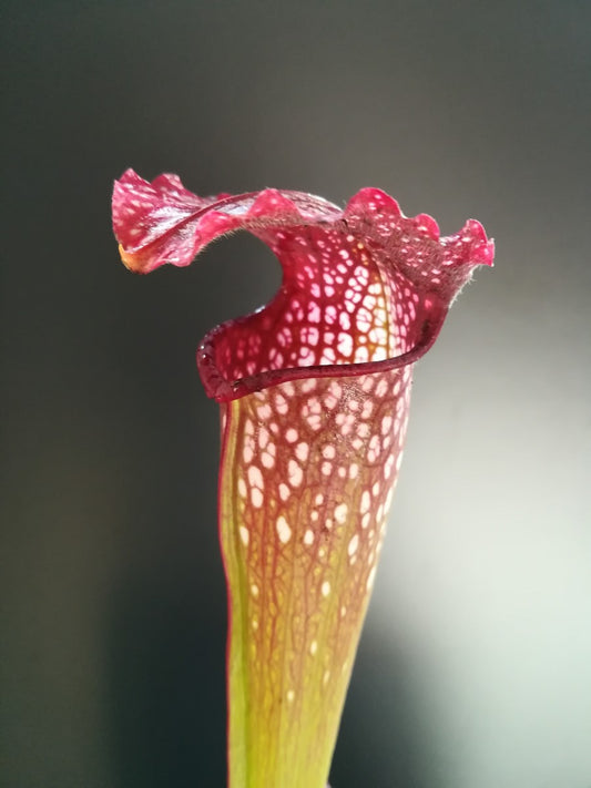 Sarracenia x excellens Marsure clone