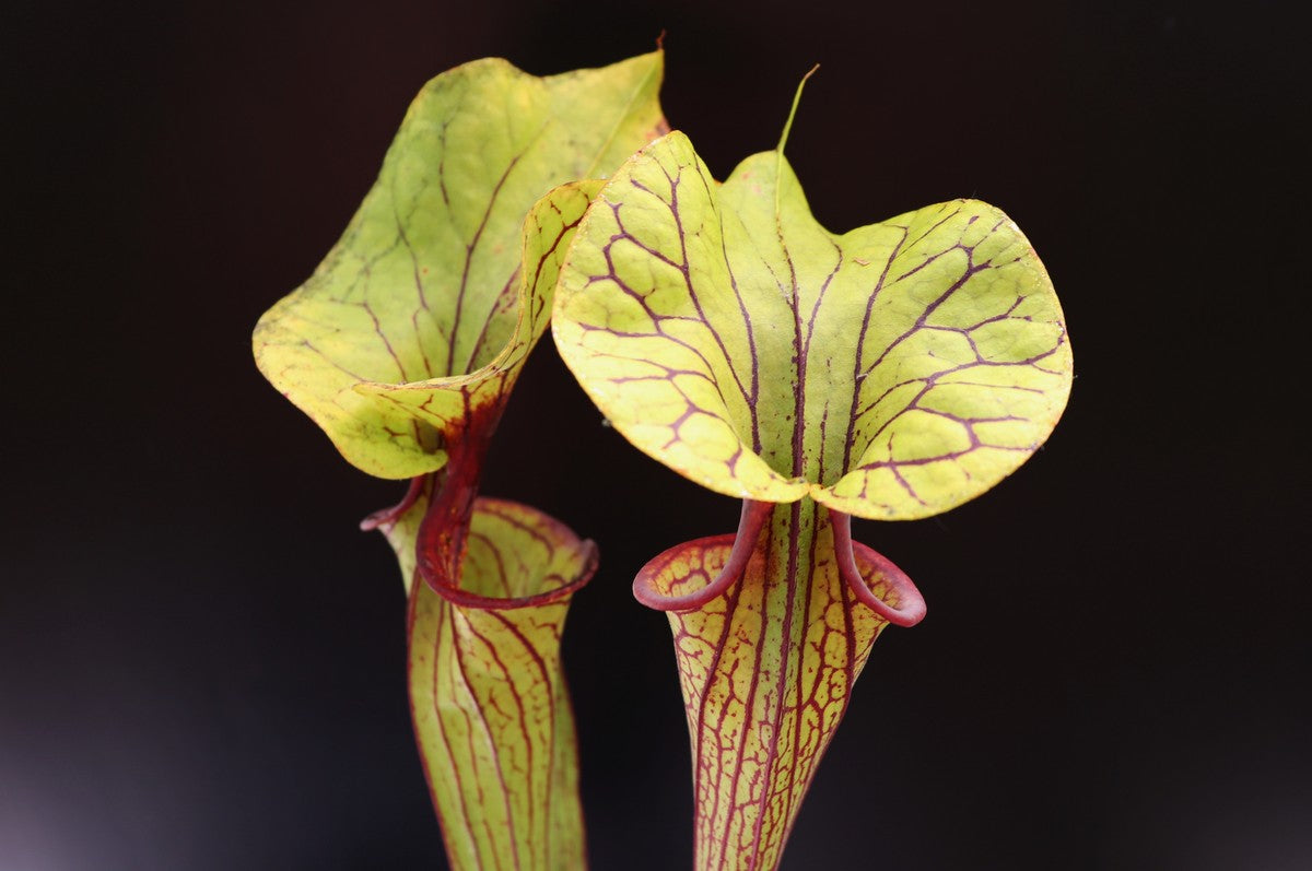 Sarracenia flava var. ornata F104 MK Apalachicola National Forest, FL