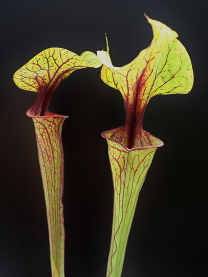 Sarracenia flava var. ornata F104 MK Apalachicola National Forest, FL