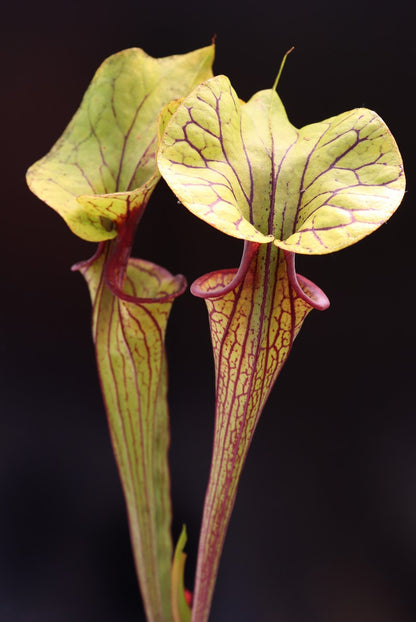 Sarracenia flava var. ornata F104 MK Apalachicola National Forest, FL