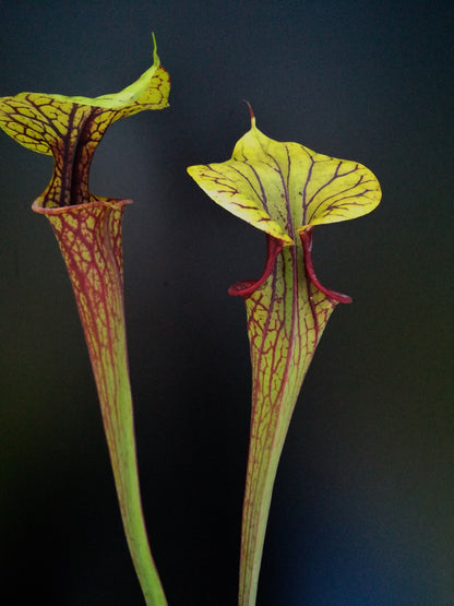 Sarracenia flava var. ornata F104 MK Apalachicola National Forest, FL