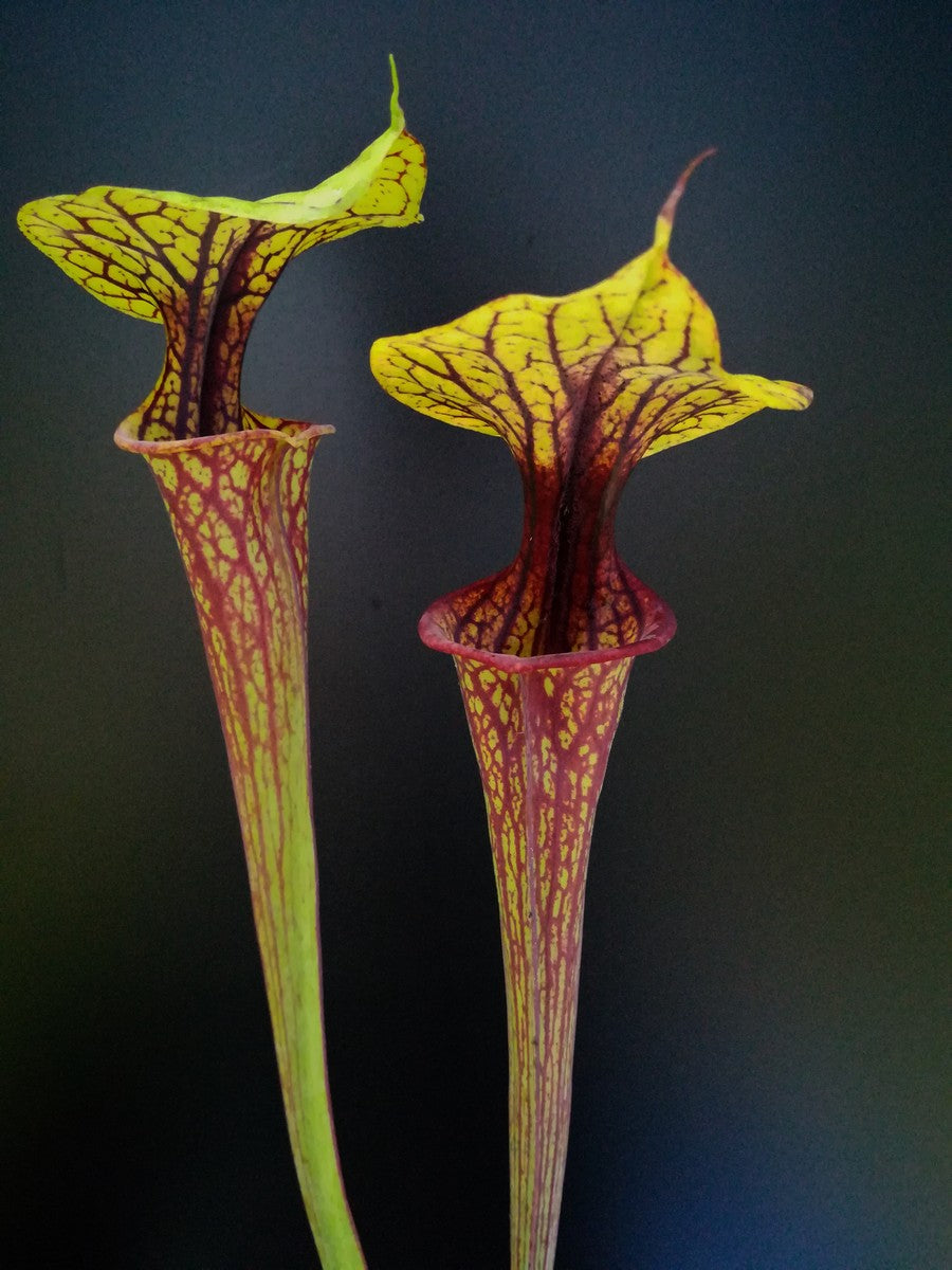 Sarracenia flava var. ornata F104 MK Apalachicola National Forest, FL