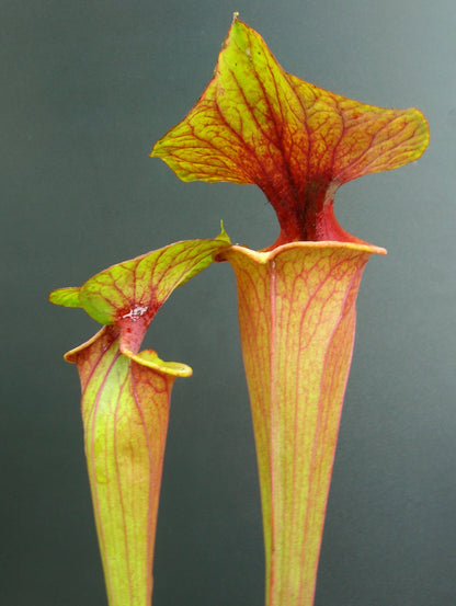 Sarracenia flava var. rubricorpora "Large Pitchers" Apalachicola NP F105 MK