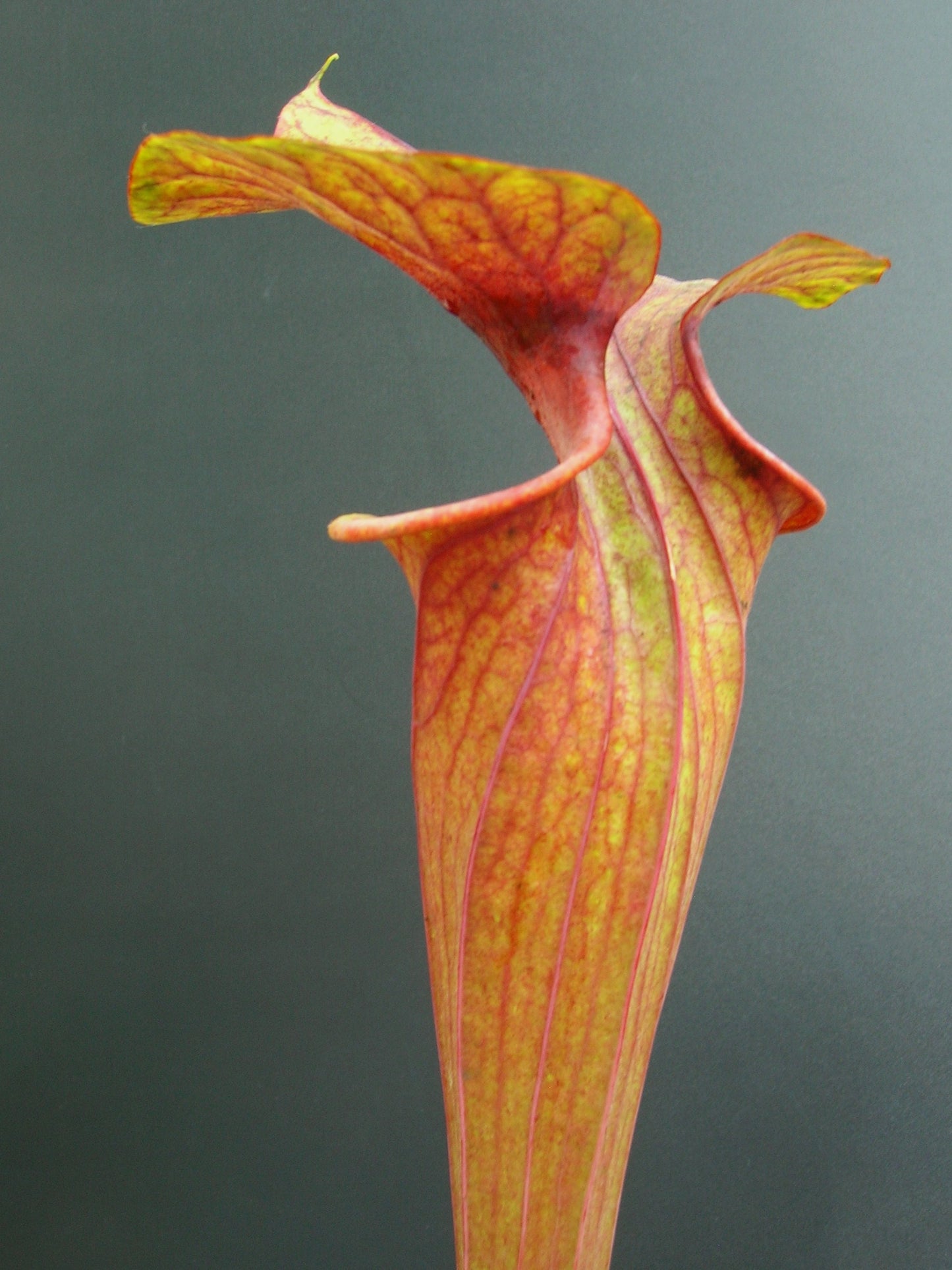 Sarracenia flava var. rubricorpora "Large Pitchers" Apalachicola NP F105 MK