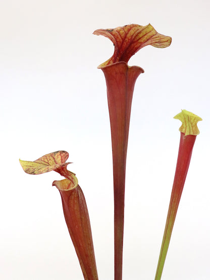 Sarracenia flava var. rubricorpora Giant red tube , Apalachicola F108 MK