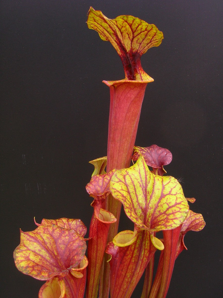 Sarracenia flava var. rubricorpora Giant Red Tube , Apalachicola F112 MK