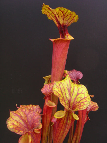 Sarracenia flava var. rubricorpora Giant Red Tube, Apalachicola F112 MK