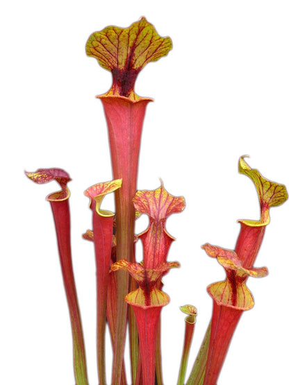 Sarracenia flava var. rubricorpora Giant Red Tube, Apalachicola F112 MK