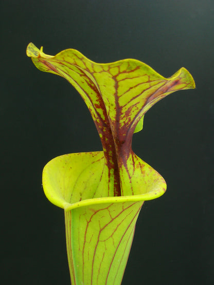 Sarracenia flava var. flava cv 'maxima' F11 MK