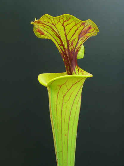 Sarracenia flava var. flava cv 'maxima' F11 MK