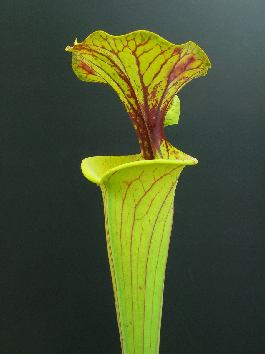 Sarracenia flava Giant Adrian slack 'Maxima'