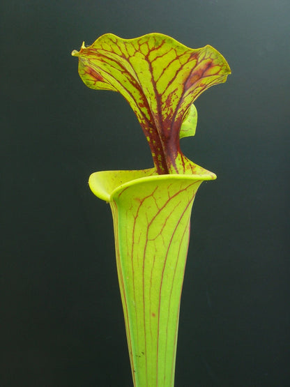 Sarracenia flava Giant Adrian Slack 'Maxima'