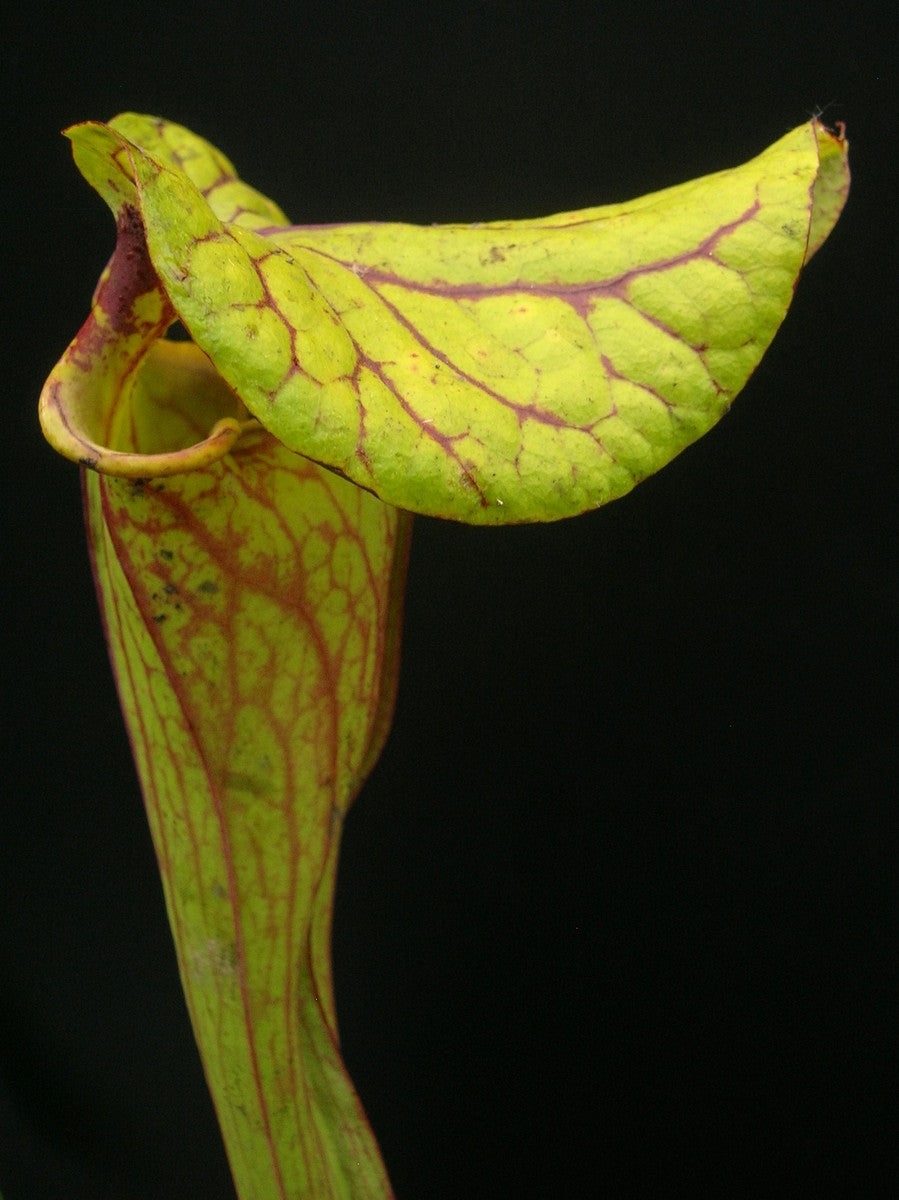 Sarracenia flava var. dekoriert F122 MK