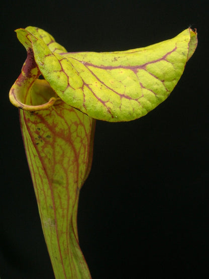 Sarracenia flava var. ornata F122 MK