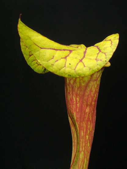 Sarracenia flava var. dekoriert F122 MK