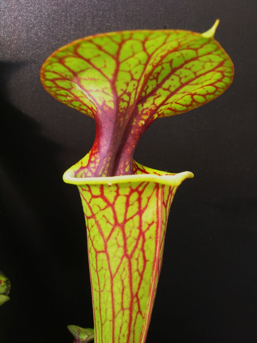 Sarracenia flava var. dekorierter F123 MK North Carolina