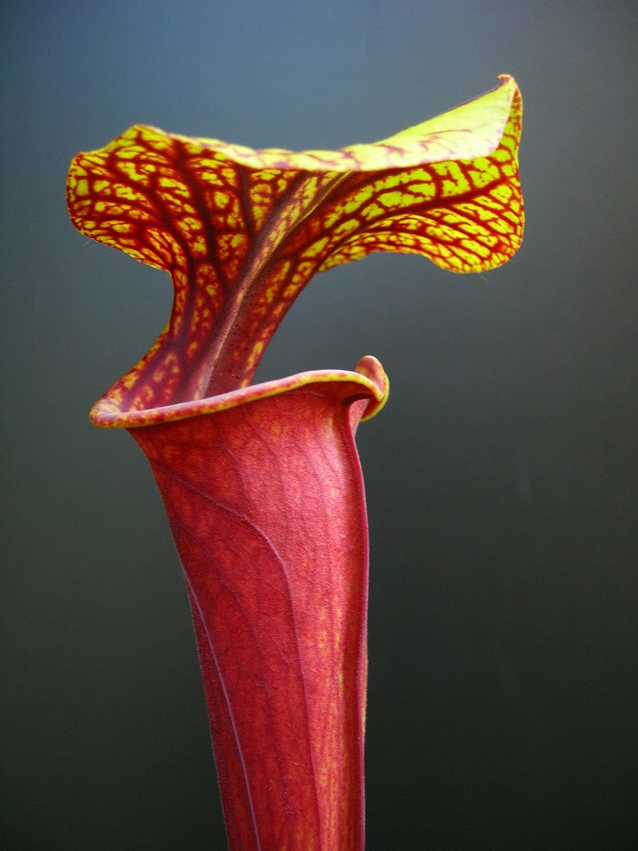 Sarracenia flava var. reich verzierte F42 MK Wewahitchka, Gulf County