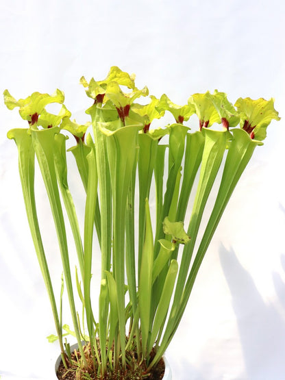 Sarracenia flava var. rugelii F140B MK