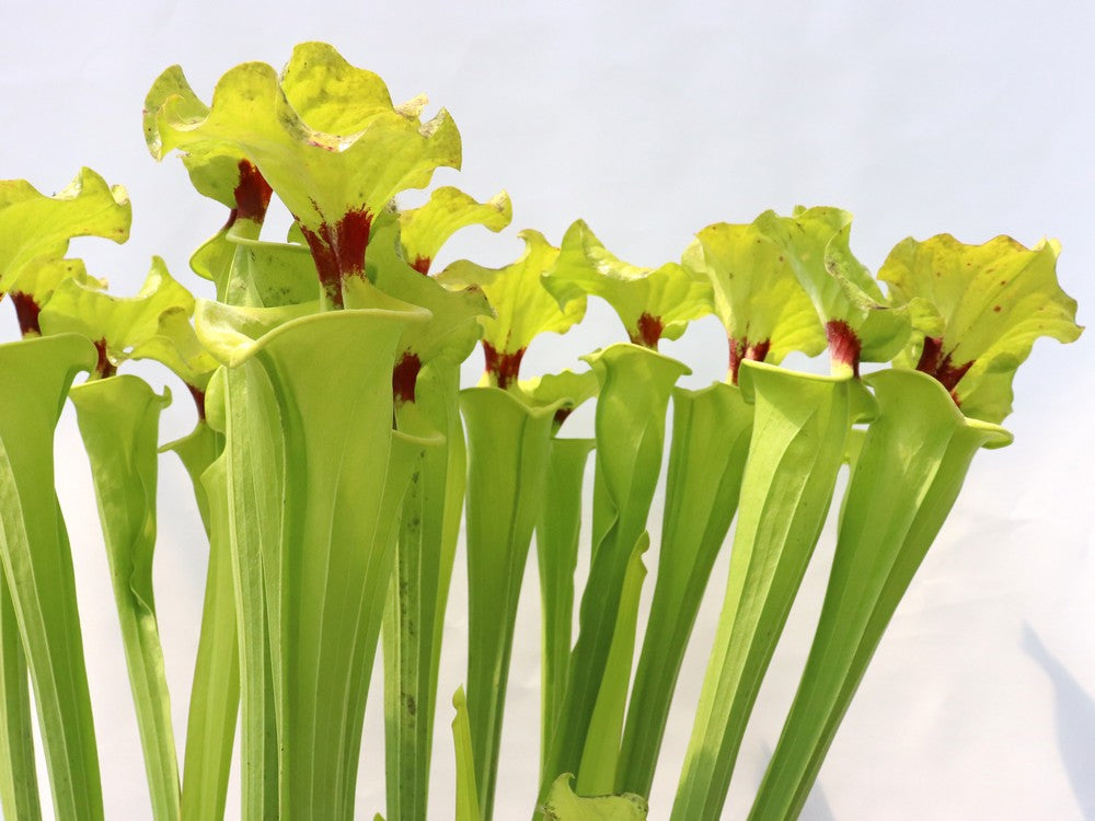 Sarracenia flava var. rugelii F140B MK