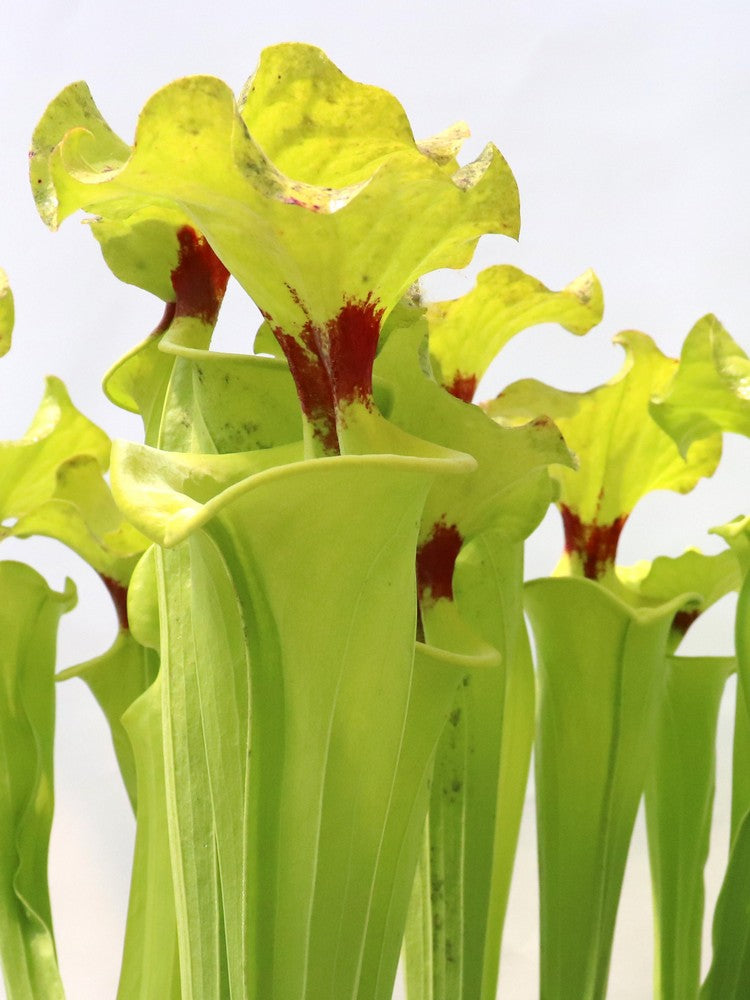 Sarracenia flava var. rugelii F140B MK