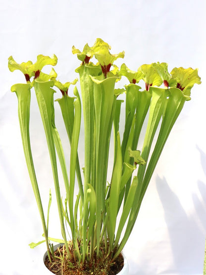 Sarracenia flava var. rugelii F140B MK