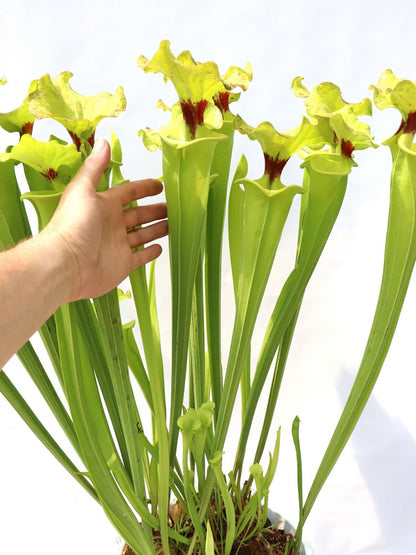 Sarracenia flava var. rugelii F140B MK