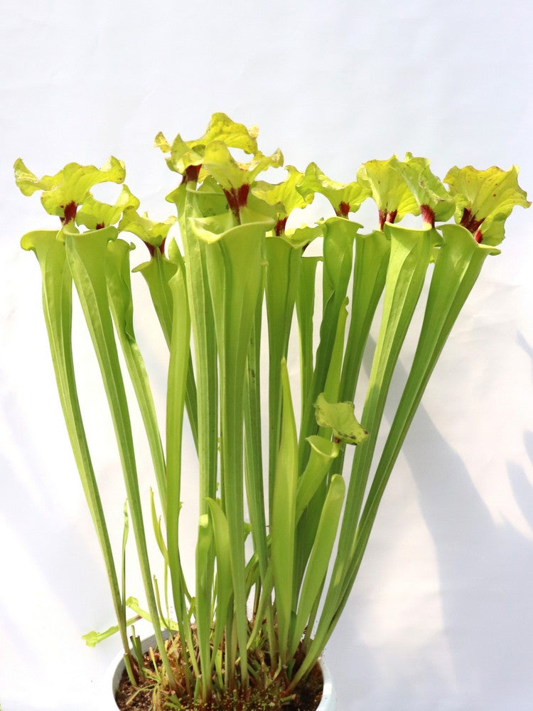 Sarracenia flava var. rugelii F140B MK