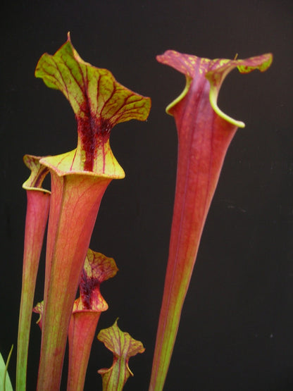 Sarracenia flava var. rubricorpora  F161 MK  Apalachicola National Forest, FL. W